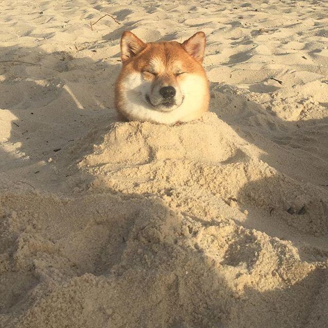 Sand Pup Basks In Afternoon Light 